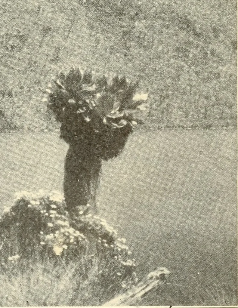 An illustration from Brief biography and popular account of the unparalleled discoveries of T. J. J. See .., 1913, leaf 314