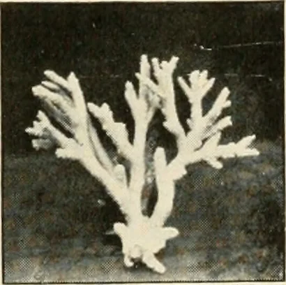 An illustration from A brief history of the Detroit Museum of Art and its collections : illustrated, 1902, leaf 90