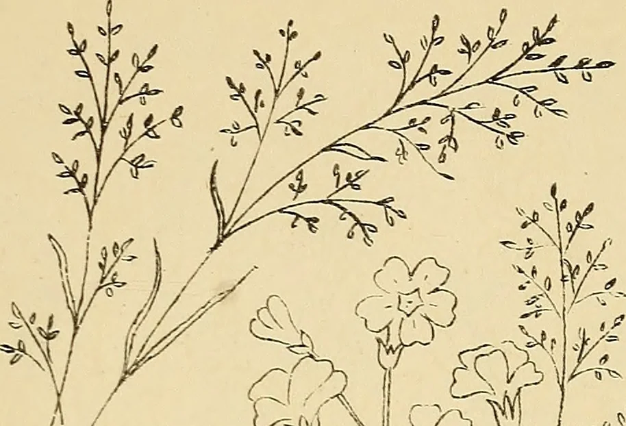 An illustration from Briggs & Co.'s patent transferring papers : protected by Her Most Gracious Majesty's royal letters patent, 1880, leaf 106