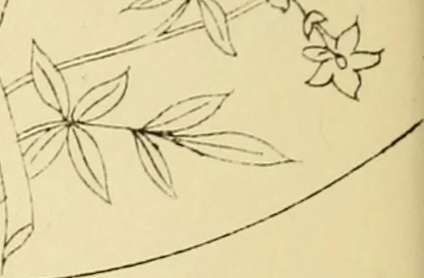 An illustration from Briggs & Co.'s patent transferring papers : protected by Her Most Gracious Majesty's royal letters patent, 1880, leaf 113