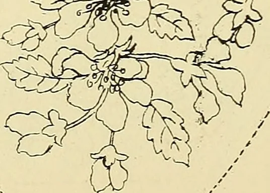 An illustration from Briggs & Co.'s patent transferring papers : protected by Her Most Gracious Majesty's royal letters patent, 1880, leaf 119
