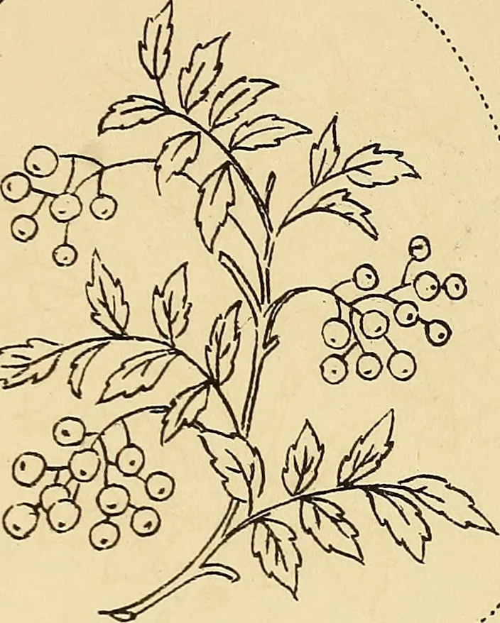 An illustration from Briggs & Co.'s patent transferring papers : protected by Her Most Gracious Majesty's royal letters patent, 1880, leaf 126