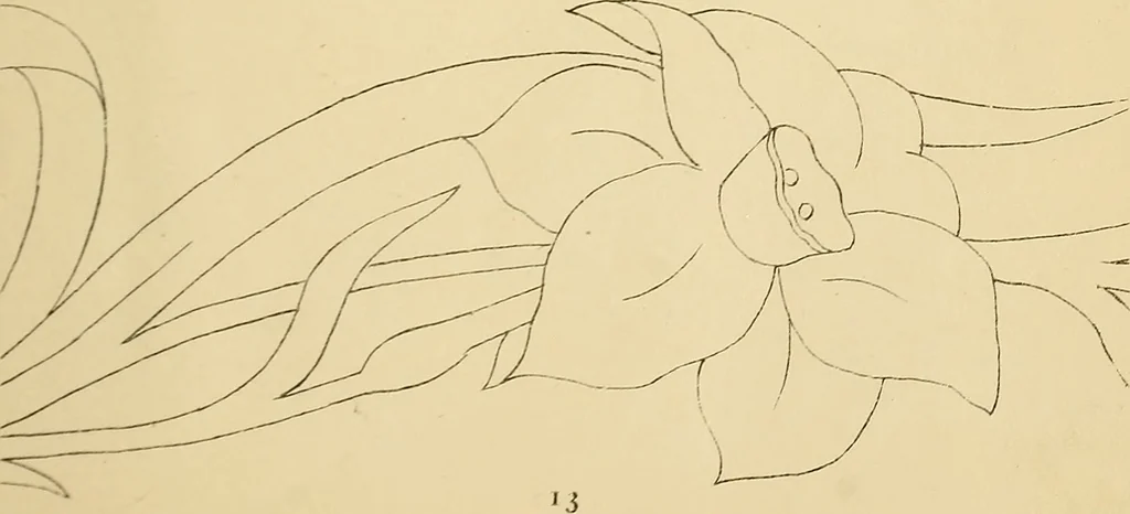 An illustration from Briggs & Co.'s patent transferring papers : protected by Her Most Gracious Majesty's royal letters patent, 1880, leaf 24