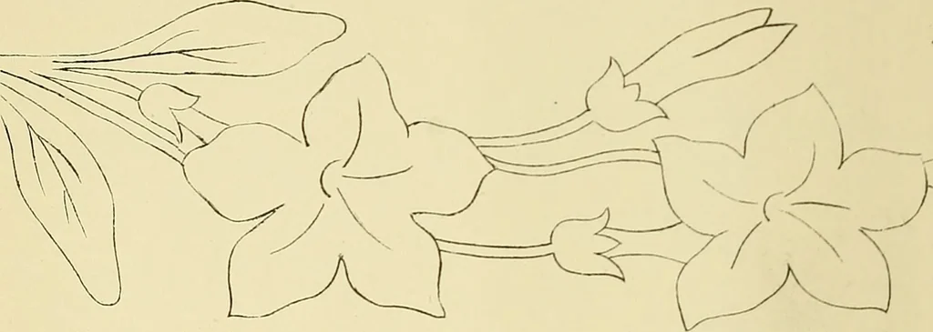 An illustration from Briggs & Co.'s patent transferring papers : protected by Her Most Gracious Majesty's royal letters patent, 1880, leaf 25