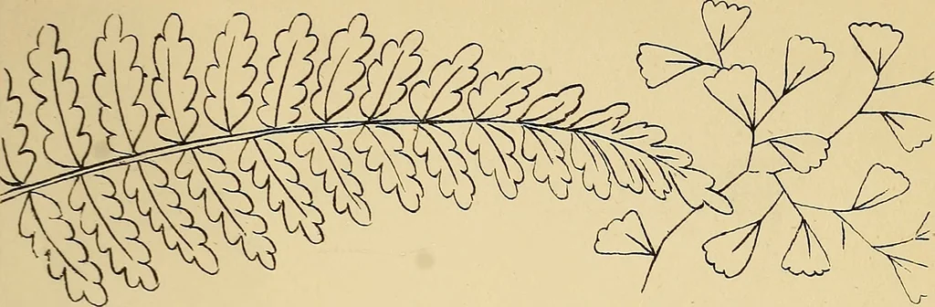 An illustration from Briggs & Co.'s patent transferring papers : protected by Her Most Gracious Majesty's royal letters patent, 1880, leaf 28