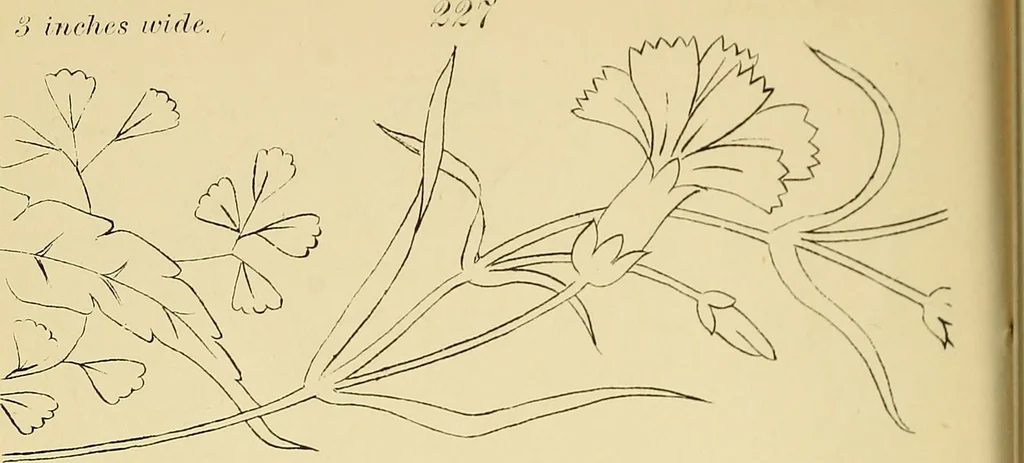 An illustration from Briggs & Co.'s patent transferring papers : protected by Her Most Gracious Majesty's royal letters patent, 1880, leaf 35
