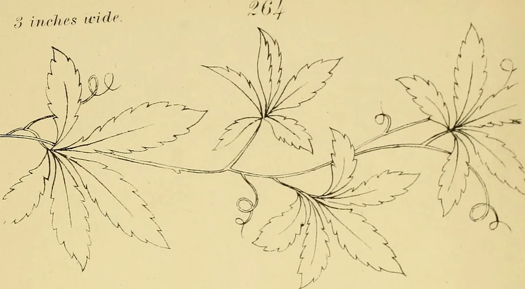 An illustration from Briggs & Co.'s patent transferring papers : protected by Her Most Gracious Majesty's royal letters patent, 1880, leaf 37