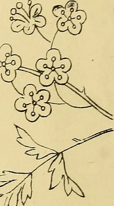 An illustration from Briggs & Co.'s patent transferring papers : protected by Her Most Gracious Majesty's royal letters patent, 1880, leaf 37