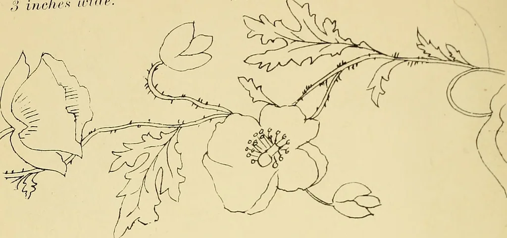 An illustration from Briggs & Co.'s patent transferring papers : protected by Her Most Gracious Majesty's royal letters patent, 1880, leaf 39