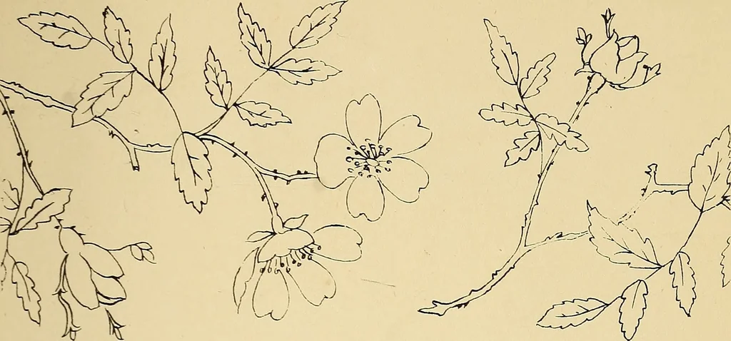 An illustration from Briggs & Co.'s patent transferring papers : protected by Her Most Gracious Majesty's royal letters patent, 1880, leaf 40