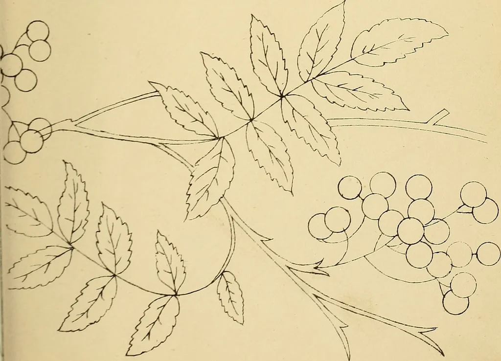 An illustration from Briggs & Co.'s patent transferring papers : protected by Her Most Gracious Majesty's royal letters patent, 1880, leaf 44