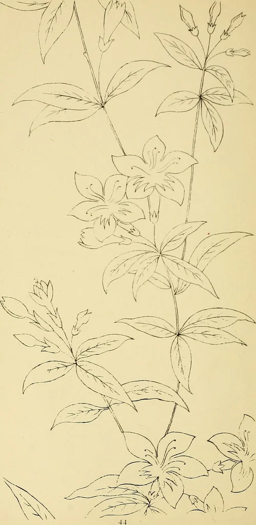 An illustration from Briggs & Co.'s patent transferring papers : protected by Her Most Gracious Majesty's royal letters patent, 1880, leaf 55