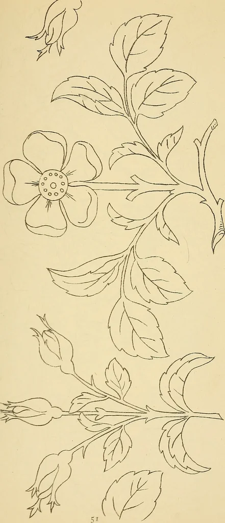 An illustration from Briggs & Co.'s patent transferring papers : protected by Her Most Gracious Majesty's royal letters patent, 1880, leaf 62