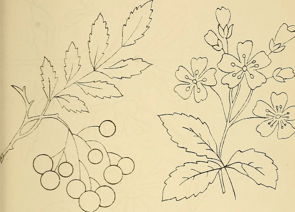 An illustration from Briggs & Co.'s patent transferring papers : protected by Her Most Gracious Majesty's royal letters patent, 1880, leaf 64