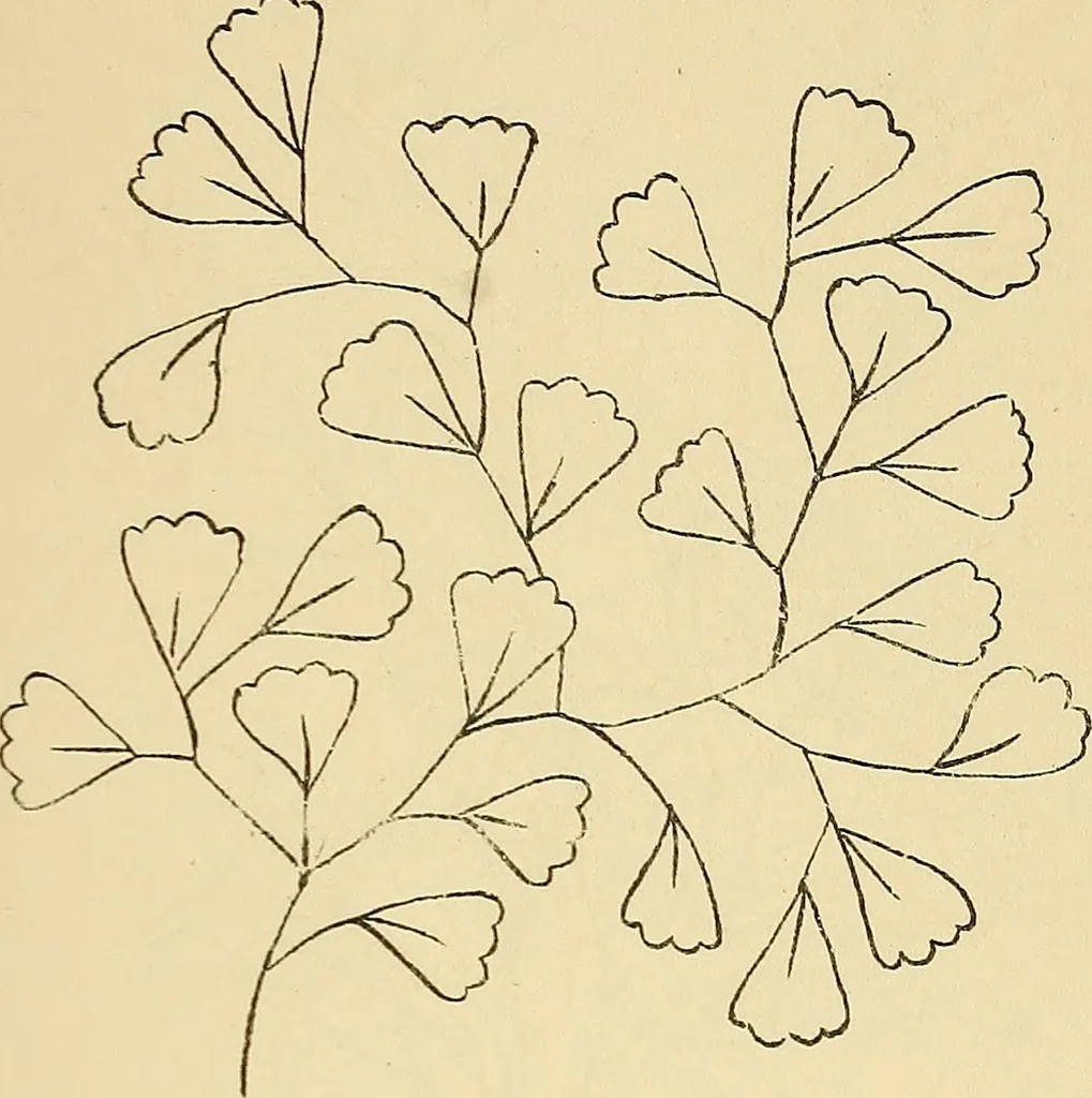 An illustration from Briggs & Co.'s patent transferring papers : protected by Her Most Gracious Majesty's royal letters patent, 1880, leaf 70