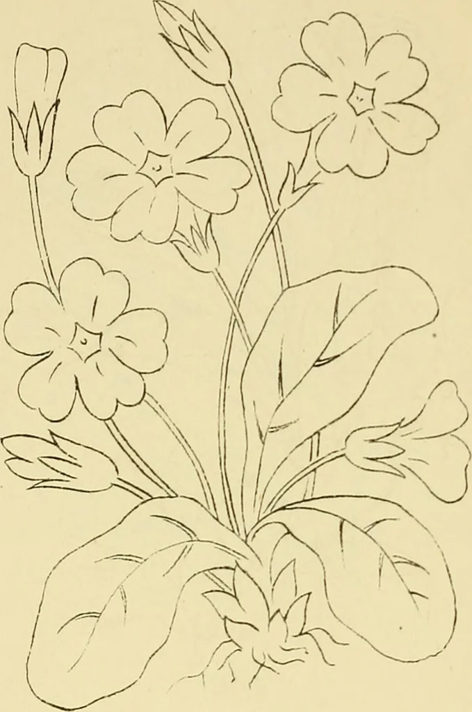 An illustration from Briggs & Co.'s patent transferring papers : protected by Her Most Gracious Majesty's royal letters patent, 1880, leaf 73