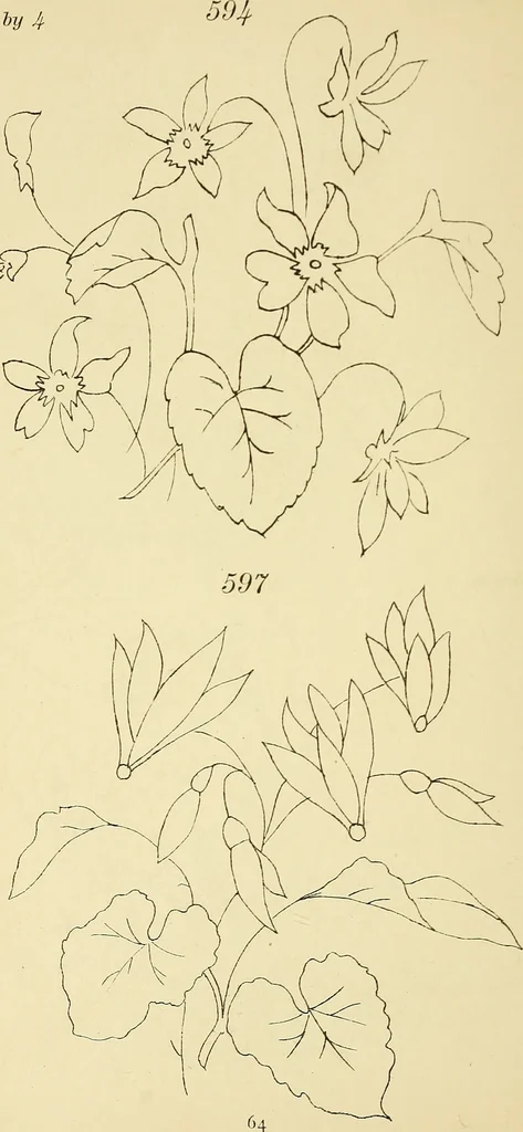 An illustration from Briggs & Co.'s patent transferring papers : protected by Her Most Gracious Majesty's royal letters patent, 1880, leaf 75