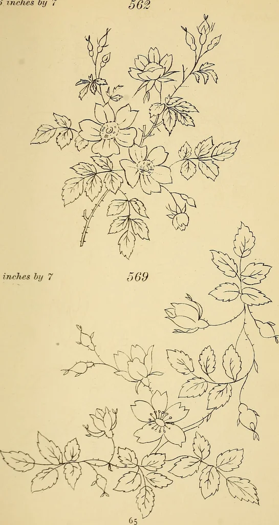 An illustration from Briggs & Co.'s patent transferring papers : protected by Her Most Gracious Majesty's royal letters patent, 1880, leaf 76