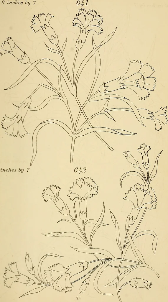 An illustration from Briggs & Co.'s patent transferring papers : protected by Her Most Gracious Majesty's royal letters patent, 1880, leaf 82