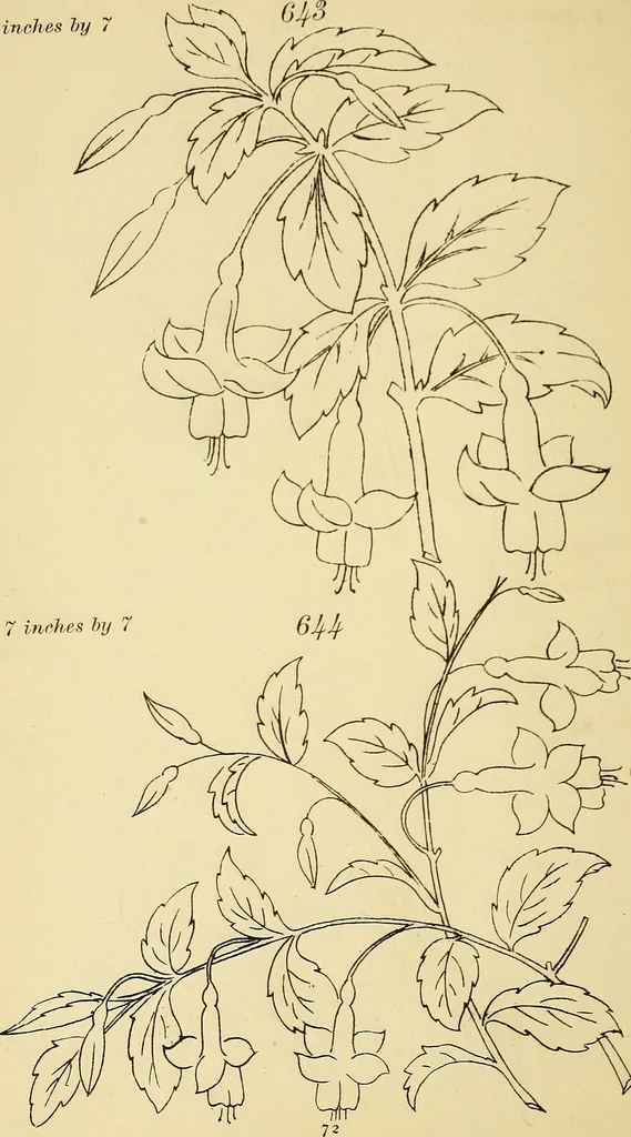 An illustration from Briggs & Co.'s patent transferring papers : protected by Her Most Gracious Majesty's royal letters patent, 1880, leaf 83