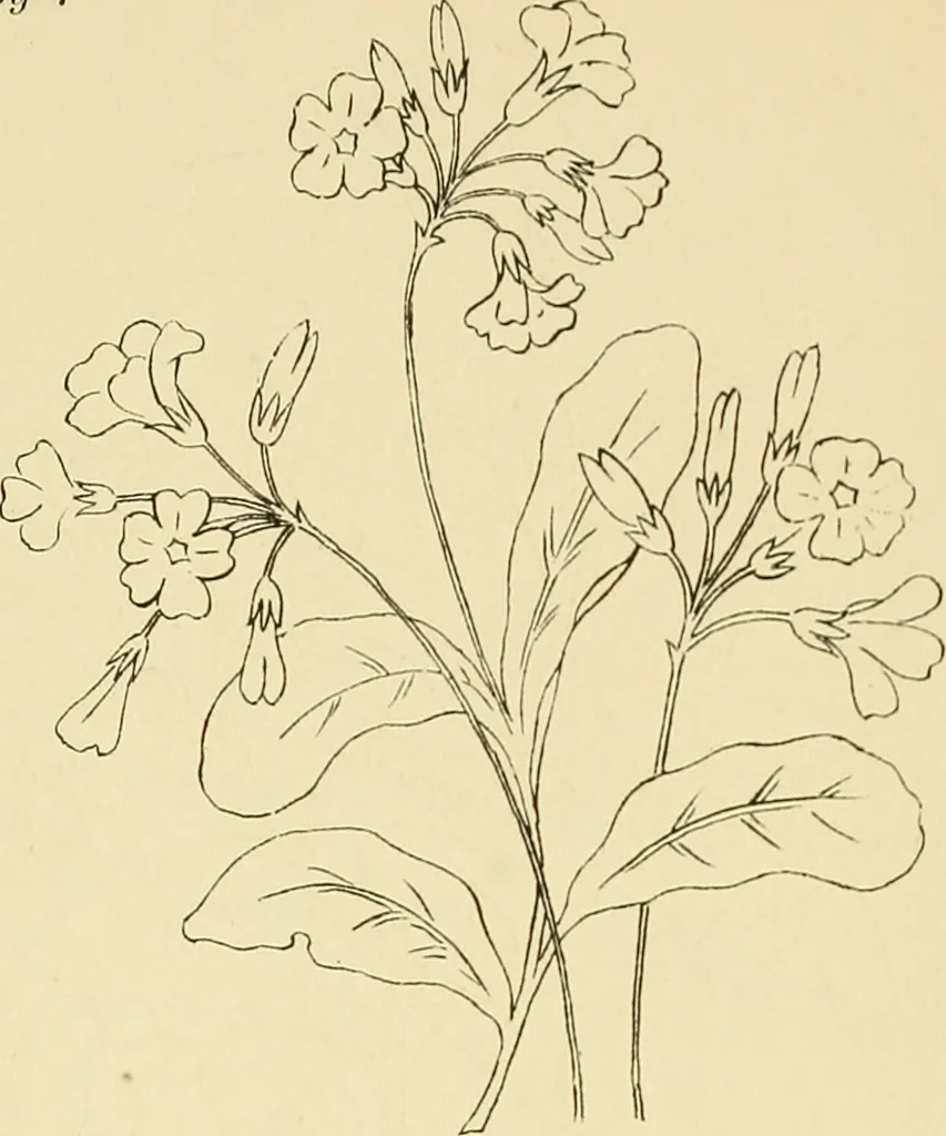 An illustration from Briggs & Co.'s patent transferring papers : protected by Her Most Gracious Majesty's royal letters patent, 1880, leaf 85