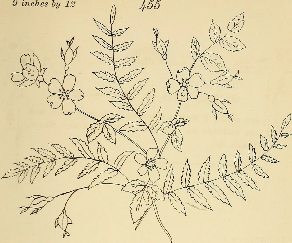 An illustration from Briggs & Co.'s patent transferring papers : protected by Her Most Gracious Majesty's royal letters patent, 1880, leaf 92