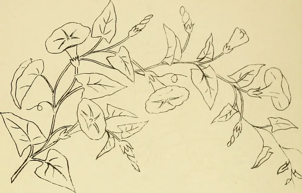 An illustration from Briggs & Co.'s patent transferring papers : protected by Her Most Gracious Majesty's royal letters patent, 1880, leaf 95