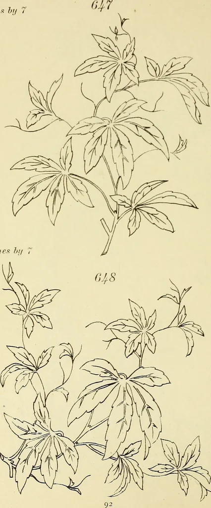 An illustration from Briggs & Co.'s patent transferring papers : patented for the United States of America, 1880, leaf 101