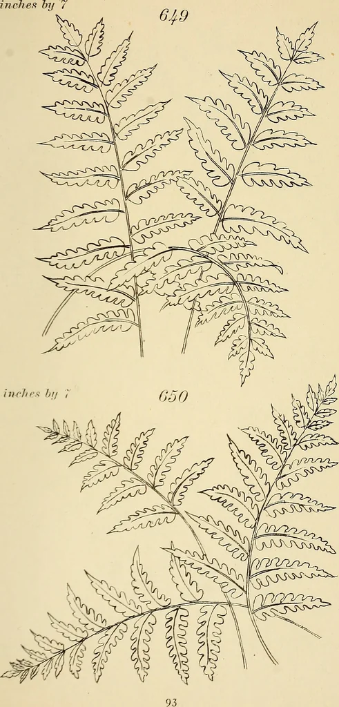An illustration from Briggs & Co.'s patent transferring papers : patented for the United States of America, 1880, leaf 102
