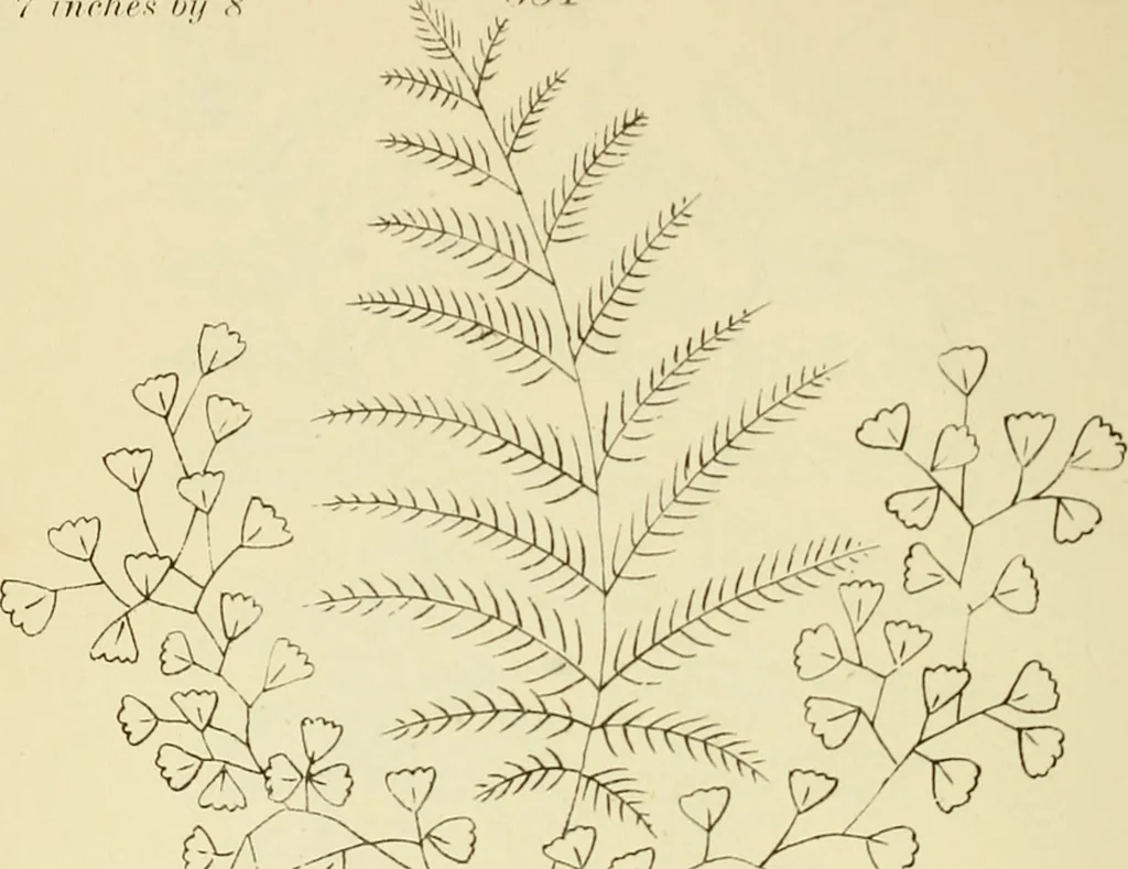 An illustration from Briggs & Co.'s patent transferring papers : patented for the United States of America, 1880, leaf 103