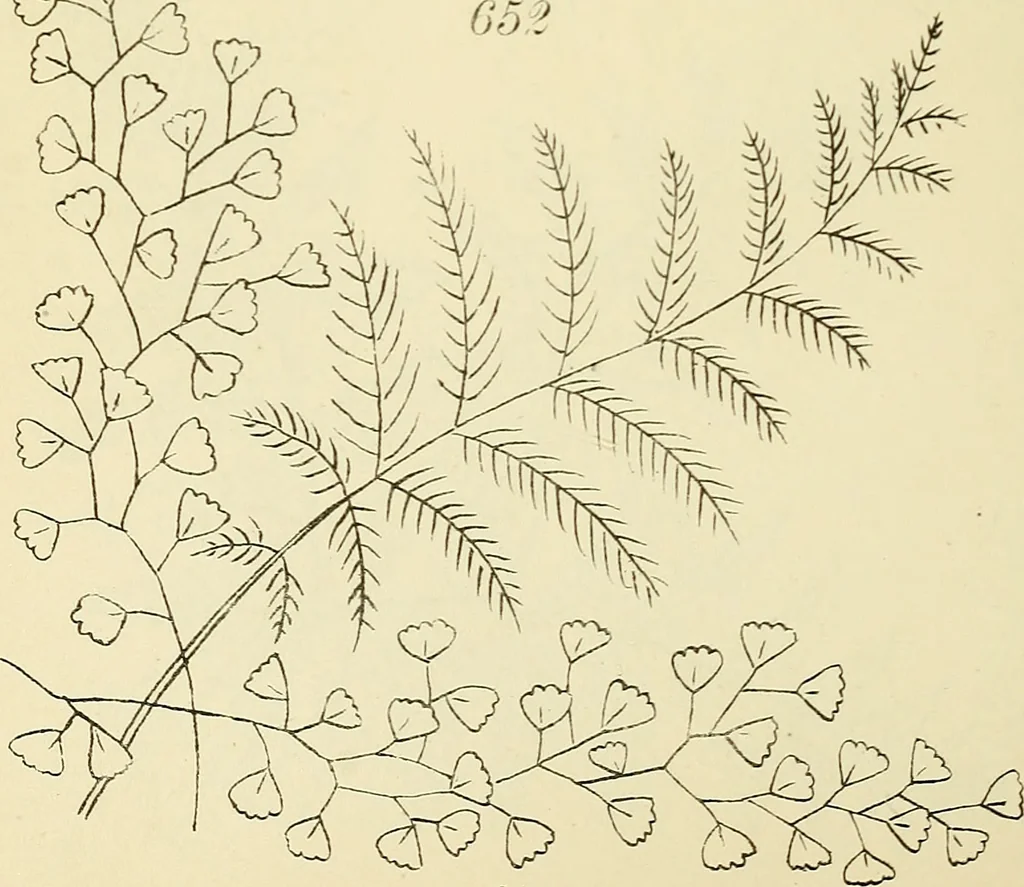 An illustration from Briggs & Co.'s patent transferring papers : patented for the United States of America, 1880, leaf 103