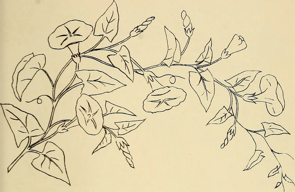An illustration from Briggs & Co.'s patent transferring papers : patented for the United States of America, 1880, leaf 136