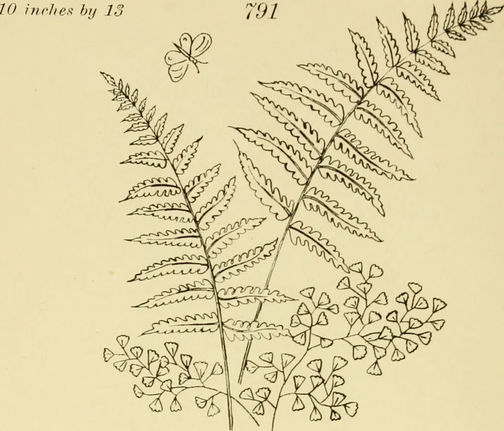 An illustration from Briggs & Co.'s patent transferring papers : patented for the United States of America, 1880, leaf 149