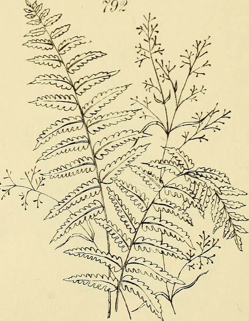 An illustration from Briggs & Co.'s patent transferring papers : patented for the United States of America, 1880, leaf 149