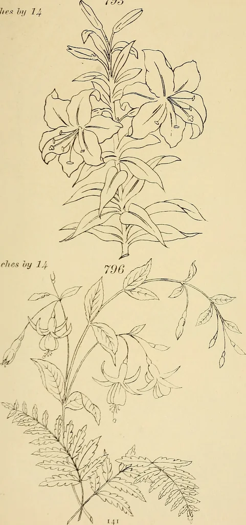 An illustration from Briggs & Co.'s patent transferring papers : patented for the United States of America, 1880, leaf 150