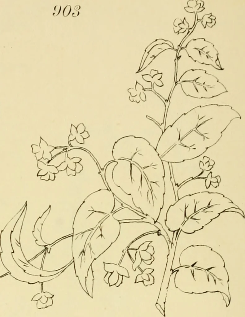 An illustration from Briggs & Co.'s patent transferring papers : patented for the United States of America, 1880, leaf 153