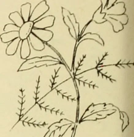 An illustration from Briggs & Co.'s patent transferring papers : patented for the United States of America, 1880, leaf 159