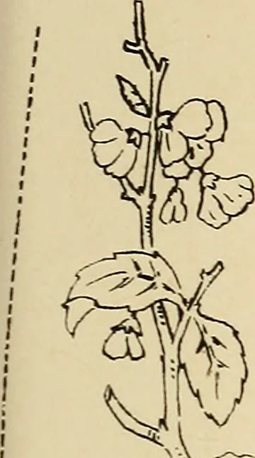 An illustration from Briggs & Co.'s patent transferring papers : patented for the United States of America, 1880, leaf 164