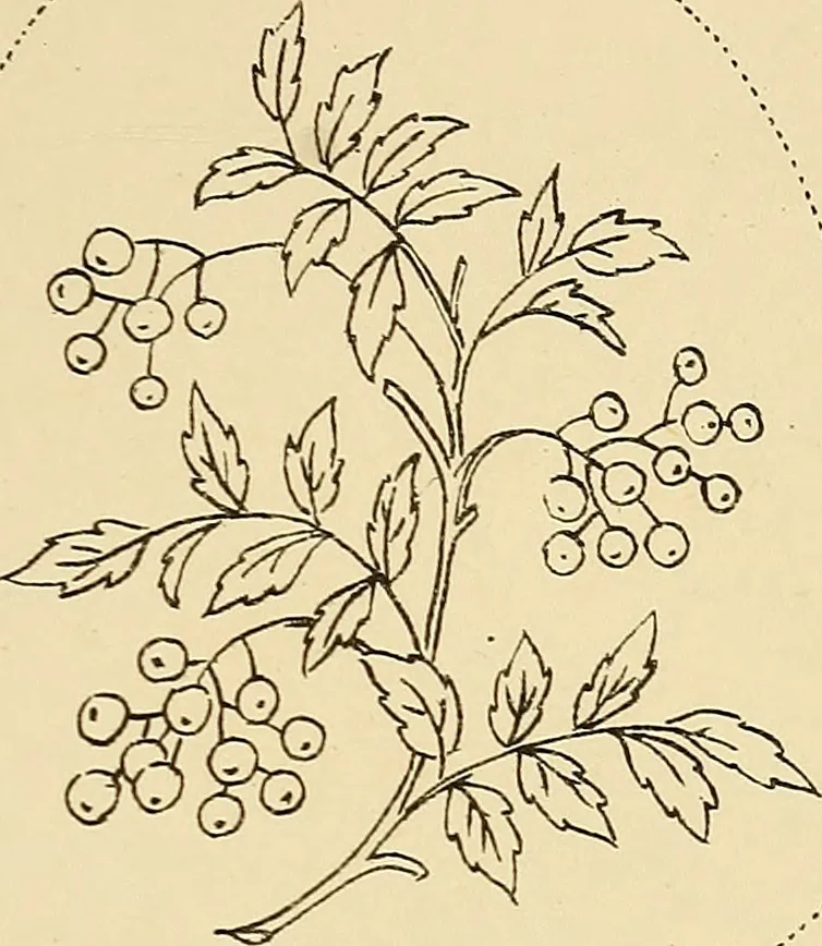 An illustration from Briggs & Co.'s patent transferring papers : patented for the United States of America, 1880, leaf 176