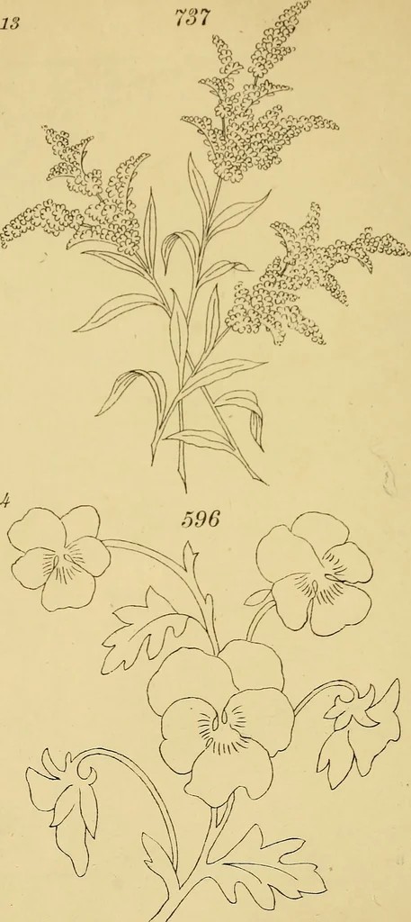 An illustration from Briggs & Co.'s patent transferring papers : patented for the United States of America, 1880, leaf 205
