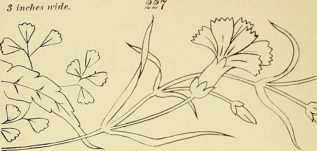 An illustration from Briggs & Co.'s patent transferring papers : patented for the United States of America, 1880, leaf 37
