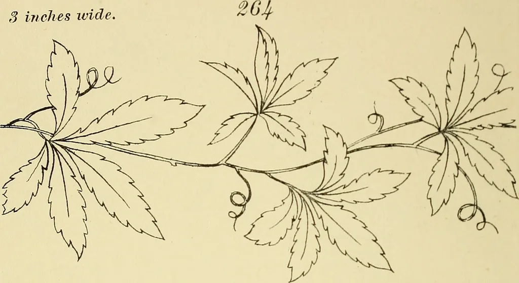 An illustration from Briggs & Co.'s patent transferring papers : patented for the United States of America, 1880, leaf 41
