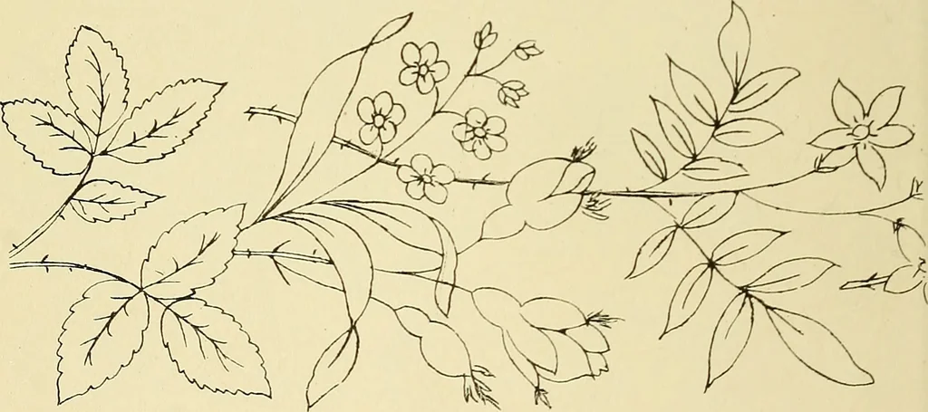 An illustration from Briggs & Co.'s patent transferring papers : patented for the United States of America, 1880, leaf 41