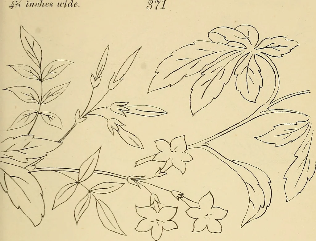 An illustration from Briggs & Co.'s patent transferring papers : patented for the United States of America, 1880, leaf 52