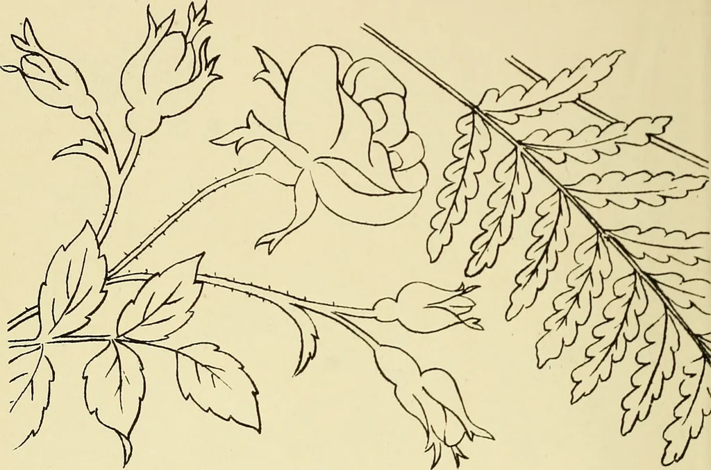 An illustration from Briggs & Co.'s patent transferring papers : patented for the United States of America, 1880, leaf 53