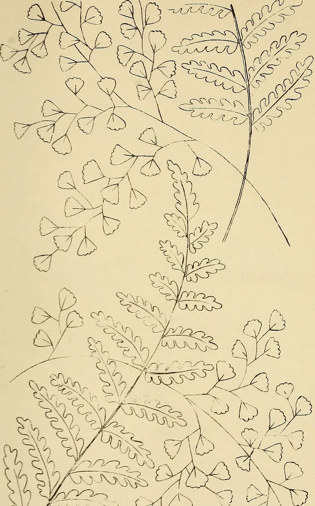 An illustration from Briggs & Co.'s patent transferring papers : patented for the United States of America, 1880, leaf 66