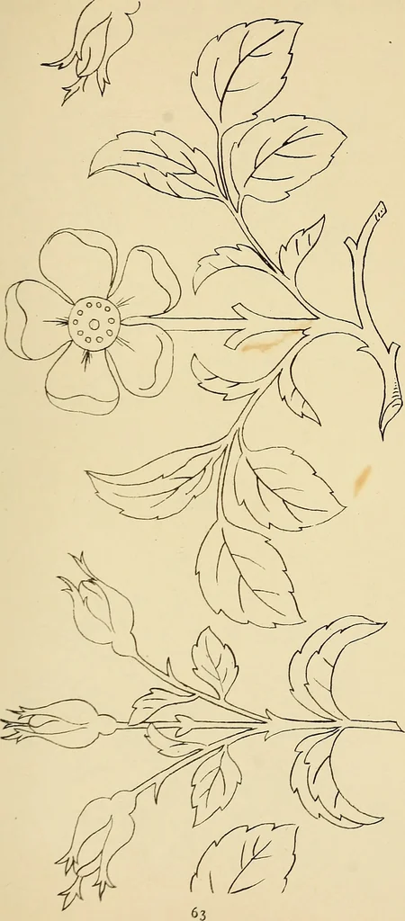 An illustration from Briggs & Co.'s patent transferring papers : patented for the United States of America, 1880, leaf 72
