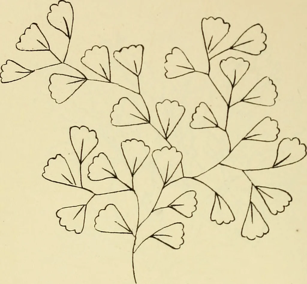 An illustration from Briggs & Co.'s patent transferring papers : patented for the United States of America, 1880, leaf 75