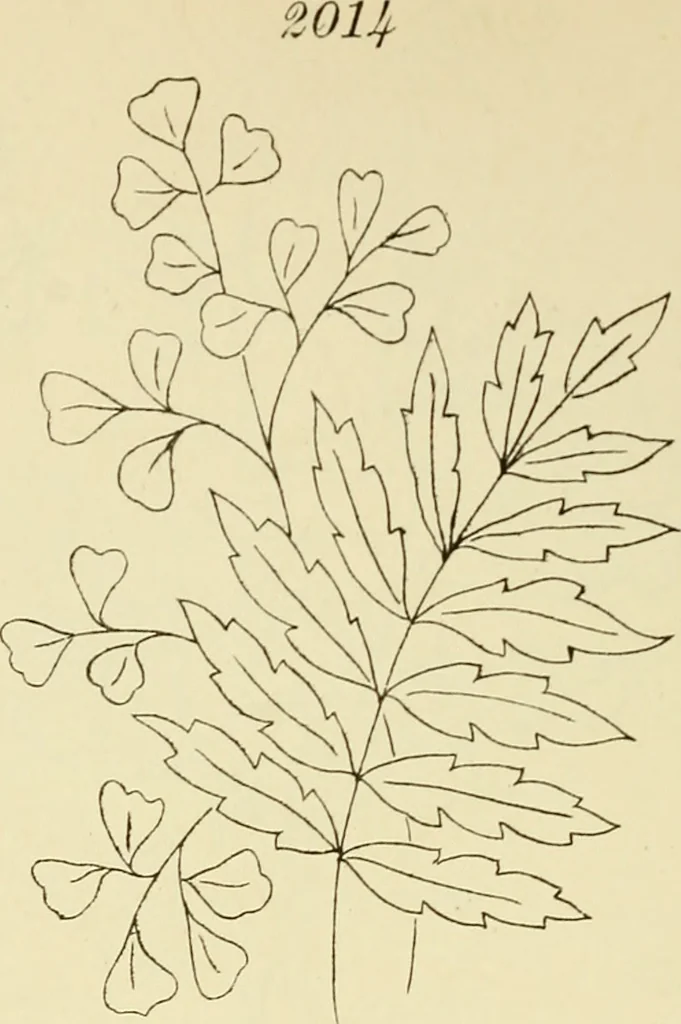 An illustration from Briggs & Co.'s patent transferring papers : patented for the United States of America, 1880, leaf 77