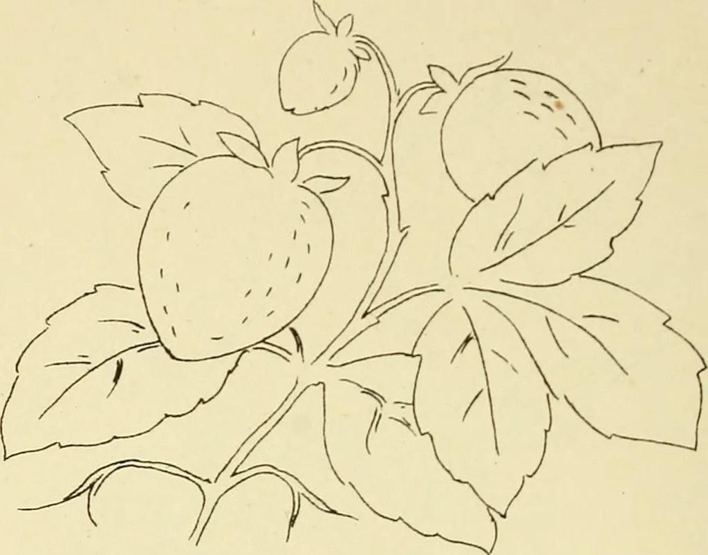 An illustration from Briggs & Co.'s patent transferring papers : patented for the United States of America, 1880, leaf 79